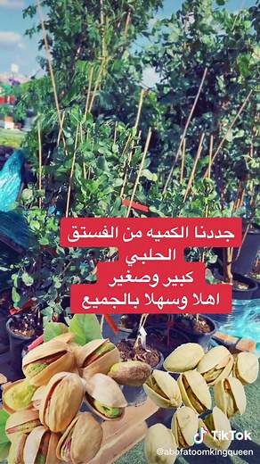 Exploring Pistachio Growth in a Lush Garden Setting