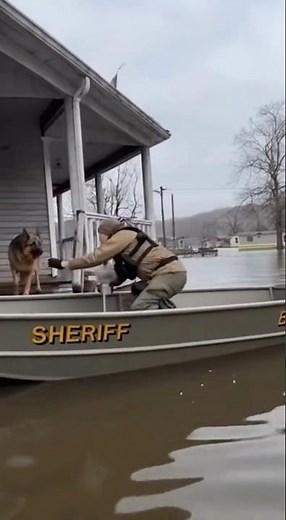 Sheriff's Boat Rescue: German Shepherd Stranded on House Porch in Flood #dog #rescue #shorts