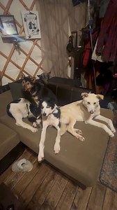 Just another normal night chilling in the yurt! (Thanks Jack for making things awkward). Cuddle piles are a normal thing around these parts. | Silver Ace Sled Dog Kennel