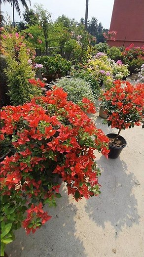 The Most Beautiful Bougainvillea - Brizza Red Bougainvillea Varieties