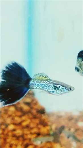 Cobra blue guppy #aquarium