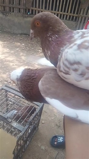 merpati ku on TikTok