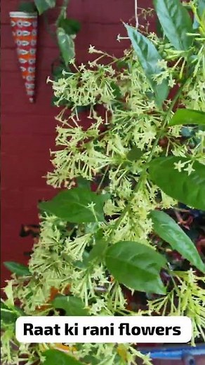 raat ki rani