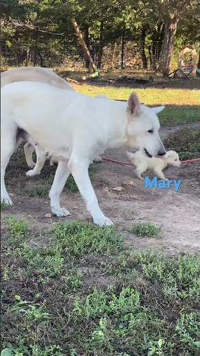 AKC white German shepherds multiple generations of adults and puppies