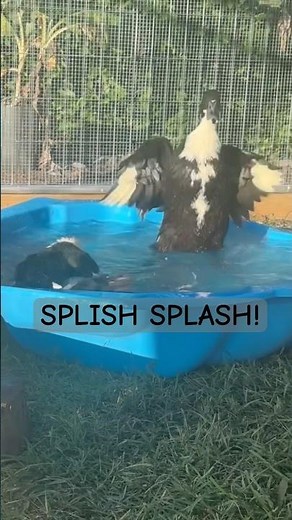 The Joy of Splashing: My Cayuga Ducks in the Pool | A Place 2 Breathe