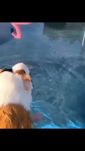 Swimming Pool 🛀 #guineapig #guineapigs #guineapigsofinstagram #guinea #guineapiglove #guineapiglife #guineapigsofig #guineapigsof_ig #guineapiggies #guineapiggy #guineapiglover #guineapigsofinsta #guineapiglovers #guineapigstagram #guineapigoftheday #guineapigofinstagram #guineapigmom #guineapigbaby #guineapigslove #guineapigposts101 #guineapigofig #guineapigcage #loveguineapigs #guineapigcare #guineas #guineapiginstagram #guinealove #guineapiggie #guineapigmoments #guineapigherd | Jaime D. Kni