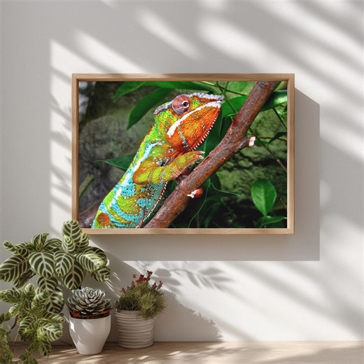 Panther Chameleon Nature Photography, Colorful Reptile on Branch (A4 Download) - Etsy