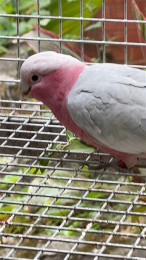 Fresh basil is a simple, safe herb treat that supports immunity, aids digestion, and adds natural enrichment to a parrot’s diet. | Myko's Aviary
