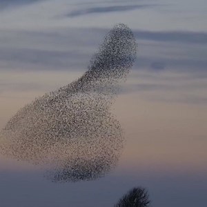 Clouds of starlings gather in the marshes of the Wadden Sea Nationalpark, Southern Denmark. The phenomenon is called ‘Black Sun’, and is the biggest Danish nature event, happening early spring and fall. 🎥: The Wadden Sea Nationalpark | Denmark.dk
