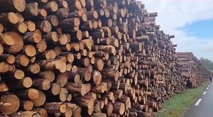 64K views · 1K reactions | Route de Biscarosse : Le nouveau visage... Les rondins s'empilent et 75 % des travaux forestiers ont déjà été réalisés par l'ONF sur les zones domaniales. 15 abatteuses et 15 porteurs sont mobilisés | TVBA - La Télévision du Bassin d'Arcachon | Facebook