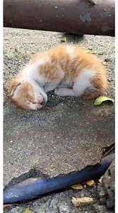 He was discovered curled up on the ground, insect and ant-infested. They believed this small kitten was dead until they noticed a twitch of hope on a little limb. 👉THE STORY 👉 https://majestic-animals.su/he-was-discovered-curled-up-on-the-ground-insect-and-ant-infested-they-believed-this-small-kitten-was-dead-until-they-noticed-a-twitch-of-hope-on-a-little-limb-2/?fbclid=IwY2xjawO3TgtleHRuA2FlbQIxMABicmlkETFYYTN3Z0pTTHJSNE5IcDZ6c3J0YwZhcHBfaWQQMjIyMDM5MTc4ODIwMDg5MgABHsgQfyr9hYpabZ0DskFB8xwn-C