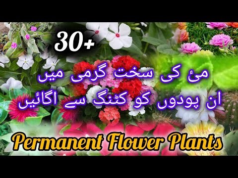 How To Grow Plants From Cutting | 30+ permanent Summer Flower Plants Grow From Cutting