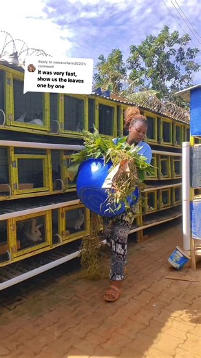 Understanding Rabbit Feeds: A Guide for Young Farmers