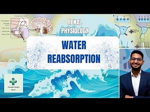 شرح | Water Reabsorption in the Kidney Explained