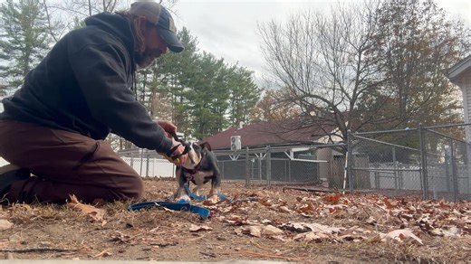 33 reactions | Teaching shelter puppy the "drop it" command through a fun game of play while also becoming best buds at the same time!! Super cool/fun dog!! | Rick Bostick K-9 Training | Facebook