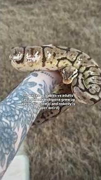 my snakes as babies vs adults. wow, so glad everyone grew up so normal! #pets #animals #snake #silly
