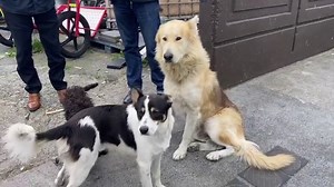 Blondie - the curious case of the 'Wolf' on the loose. Blondie the dog went viral earlier this week, after he was posted on TikTok roaming a housing estate in Dublin. Rumours would spread that the dog was a wolf that escaped from Dublin Zoo. Dublin Zoo would later deny that any of their wolves had escaped. | Irish Independent