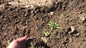 301 reactions · 139 shares | When we say we are farmers helping farmers that’s exactly what we’re doing! We can’t explain the cost savings of this machine! Pay for it in no time and keep labor expense in YOUR pocket!!! | A-1 Implements LLC | Facebook