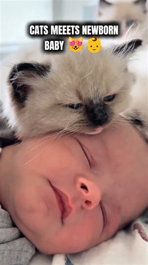 Cat Meets Newborn Baby for the First Time — Heartwarming Moment