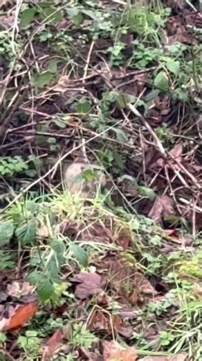 #ferret #ferreting #hunting #rabbit