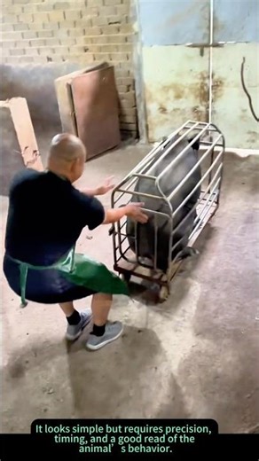 Catching a Pig – Farmer’s Real-Time Pen Control! 🐖