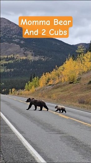Canada: Mother Bear Crossing Road With Her Young | Canada Wildlife