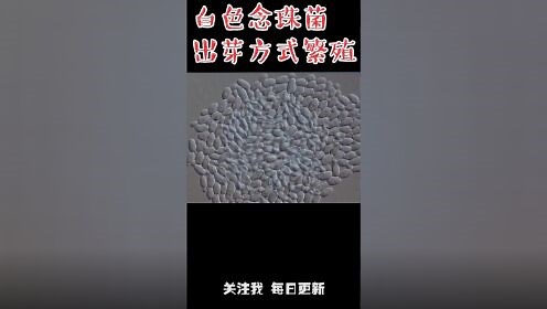 金黄色葡萄球菌在显微镜下的形态