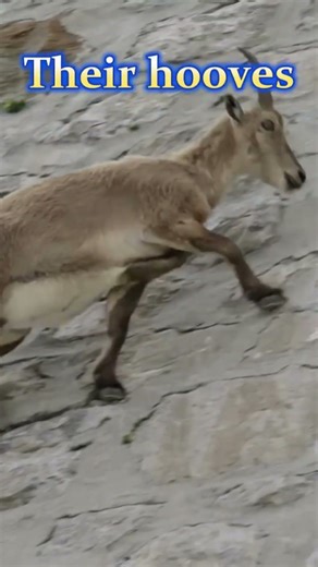 Meet Ibex Goat | World’s Best Climber 🐐