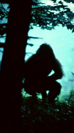 Bigfoot peeks at college campers for food | Bigfoot Evidence