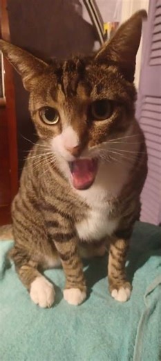 SPARKLEY SINGS "SLOW RIDE" CUTE CATS FOGHAT