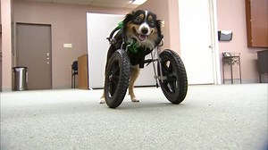 22K views · 586 reactions | TOBI'S GOT WHEELS: After community-wide support, Tobi the two-legged dog now has a set of wheels that will help him get around. Once he gets used to his new wheels, he'll be up for adoption! bit.ly/2FZNbP2 | FOX 4 News | Facebook