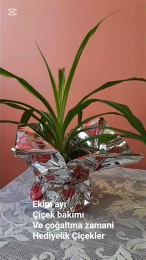 Çiçek bakımı ve Çiçek çoğaltma zamani / Hediyelik Çiçek #çiçekbakimi