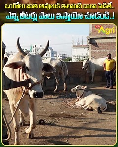 166K views · 2.1K reactions | Ongole Cow and Bulls Farming. Ongole...