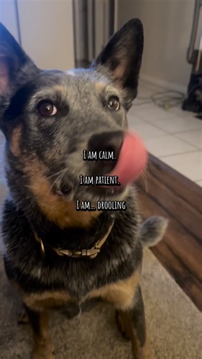No drool challenge • • • #australiancattledog #blueheeler #acd #cattledog #dogsofinstagram #heeler #heelergrams #heelersofinstagram #blueheelersofinstagram #dogs #australiancattledogsofinstagram #cattledogsofinstagram #heelernation #redheeler #puppies #heelerlove #heelermoments #blueheelerpuppy #dogs #blueheelers #heelerpuppy #cattledoglove #puppiesofinstagram #blueheelerlove #heelerclub | The Mac Dad