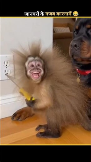 Funny Animals Video 2026 😂 जानवरों के गजब कारनामें 😅 #funny #funnyanimals #shorts