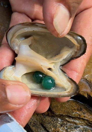 Beautiful and Priceless Pearl Found #outdoors #pearl #pearlhunter #shell