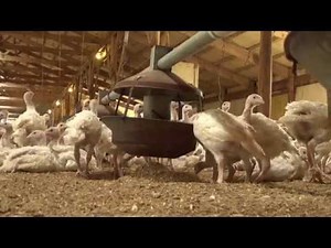 Turkey Tracks: The Scoop on Turkey Poop