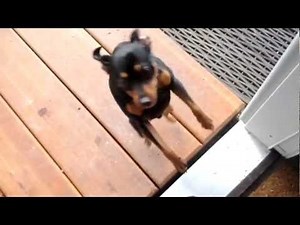 What it feels like to come home to a minpin