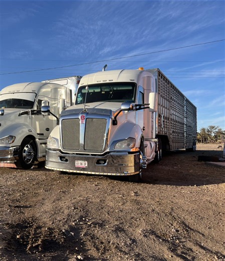 Ranch life: R9 bullhauler livestock cattle drive