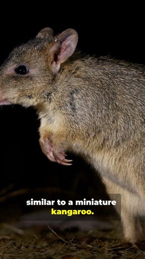 The bettong is a small hopping marsupial from Australia #facts #naturereels #wildlife #nature
