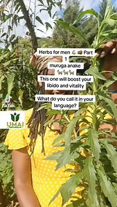 A great Herb for men, A powerful blood cleanser We learn this and more at Umai Herb Fest | Umai Naturals