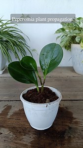 Peperomia plant propagation from cuttings 🌱 #peperomia #gardening #garden #plants #reels #trendingreel #trendingreelsvideo #facebookviral #facebookreelsviral | Gardening Ideas