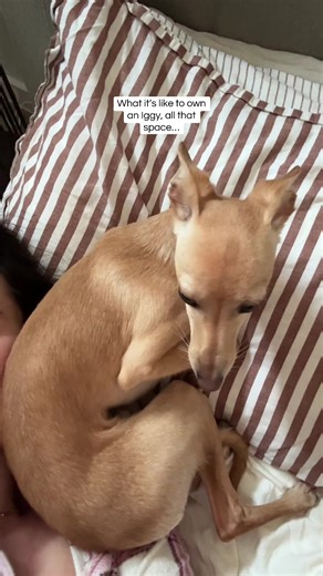 Yes i’m hanging off the bed and yes i wouldn’t have it any other way #iggy #italiangreyhound