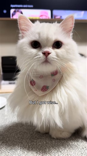 Adorable cats showing their most mischievous moments