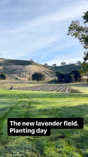 We’re so excited @morningsun_herb_farm and Soul Food Farm to finally finish this project and have new plants in the field !! Here’s our lavender choices . Angustifolia "Folgate" Lavandula Angustifolia "Hidcote Blue" Intermedia "Du Provence" Lavandula Intermedia "Grosso" Lavandula x Intermedia "Gros Bleu" Lavandulax lintermedia Phenomenal Lavandula intermedia Riverina Thomas . There are so many lavenders to choose from but we settled on some favorites for essential oil, crafting , culinary use an