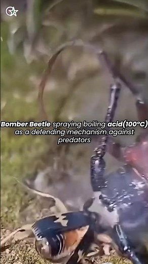 Bomber beetle spraying acid as a defending mechanism against predator