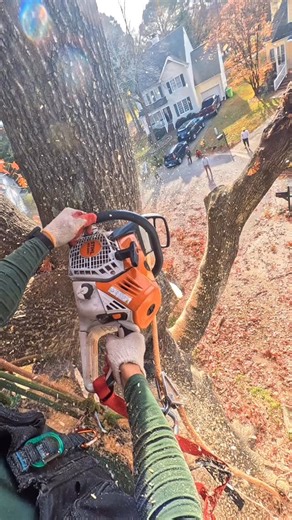 tree work with a crane #treework #crane #work #chainsaw #climbing #climber #treeremoval | Dixon Guzmán