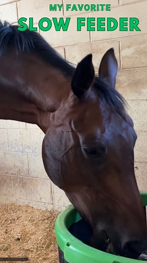 3.2K views · 127 reactions | Checkout my favorite slow feeder made by Haygain! The #HaygainForager is super convient, sturdy, eliminates waste, and provides horses with a more natural grazing posture. https://www.haygain.us Make sure to use the code➡️WALLACE5 for your discount! | Elisa Wallace Eventing | Facebook