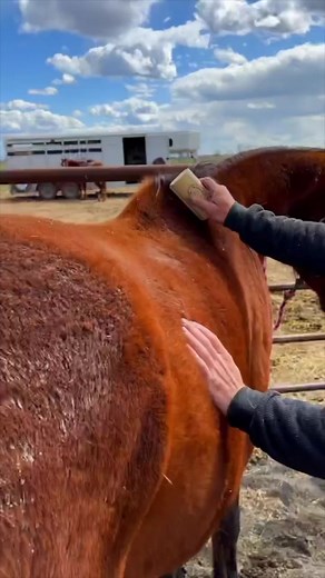 3.6M views · 10K reactions | Sunny days are just around the corner!.....#horsedrive #vacation #explore #ranchlife #guestranch #horses #horsesofinstagram #spring #sunshine #springtime #cowboy #duderanch #silverspurranchidaho #brushing #idaho | Silver Spur Ranch Idaho | Facebook