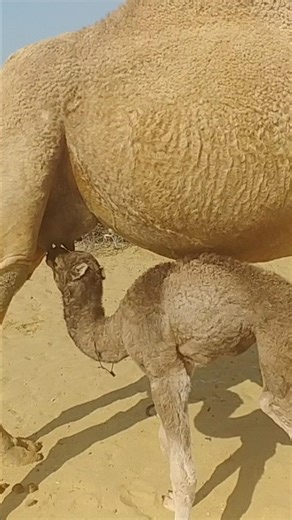 Camel Baby First Walk in Village | Emotional Shorts Tharparkar stores